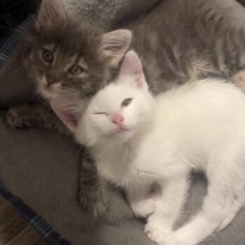 Sable Adams -  Domestic Short Hair Cat for Adoption in Eagle Mountain, Utah - Sable Adams | PetCurious