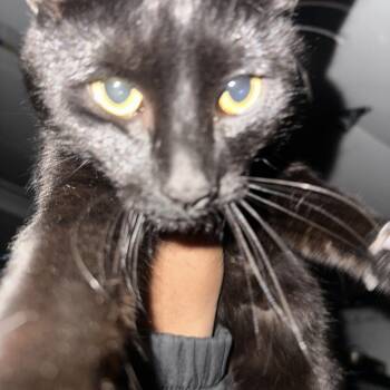 Domestic Short Hair Cats Available for Adoption in New York, New York - Salem | PetCurious