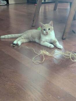 Chili -  Domestic Medium Hair Cat for Adoption in West Mifflin, Pennsylvania - Chili | PetCurious
