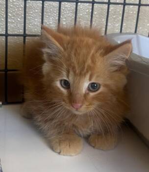 orange kitten -  Domestic Medium Hair Cat for Adoption in Green River, Wyoming - Orange Kitten | PetCurious