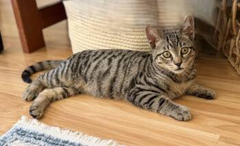 Tiger -  Domestic Short Hair Cat for Adoption in San Anselmo, California - Tiger | PetCurious