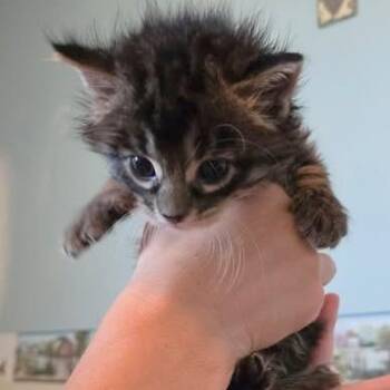 Domestic Long Hair Cats Available for Adoption in Fairway, Kansas - Madmartigan | PetCurious