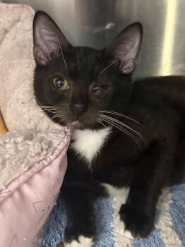 Domestic Short Hair Cats Available for Adoption - Lacy | PetCurious