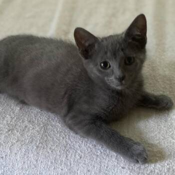 Goose -  Domestic Short Hair Cat for Adoption in Johnson City, Tennessee - Goose | PetCurious