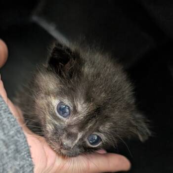 Rescue American Shorthair Cats for Adoption in Galveston, Texas - Sweet Canary | PetCurious