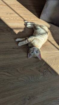 Rufina -  Domestic Short Hair Cat for Adoption in Delson, Quebec - Rufina | PetCurious