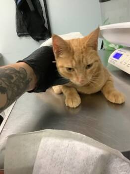 Rescue Domestic Short Hair Cats for Adoption in Largo, Florida - Sydney | PetCurious