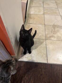 Domestic Short Hair Cats Available for Adoption in The Colony, Texas - Glizzy | PetCurious