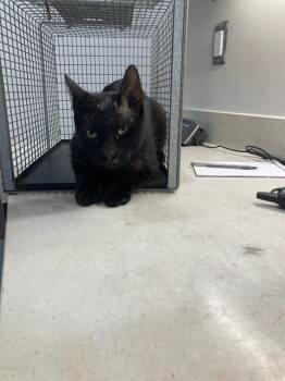 BRUNO -  Domestic Medium Hair Cat for Adoption in Baytown, Texas - BRUNO | PetCurious