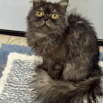 Siberian and Maine Coon Cats Available for Adoption - Leon | PetCurious