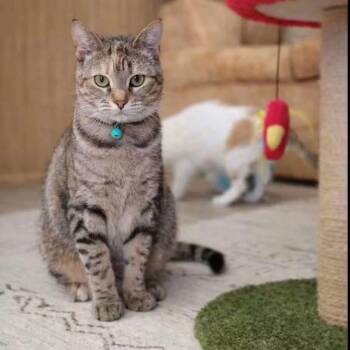 Asuki -  Domestic Short Hair Cat for Adoption in Cleveland, Texas - Asuki | PetCurious