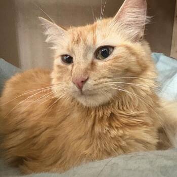 Rescue Domestic Short Hair Cats for Adoption in Tallahassee, Florida - Polly @ Fat Cat Books | PetCurious