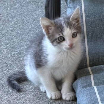 Rescue Domestic Short Hair Cats for Adoption in Grand Bay, Alabama - Romi | PetCurious