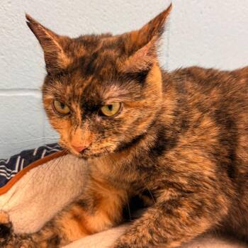 Domestic Short Hair Cats Available for Adoption in Evansville, Indiana - Topaz | PetCurious