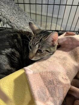 Mama Pickle -  Domestic Short Hair Cat for Adoption in Grand Rapids, Michigan - Mama Pickle | PetCurious