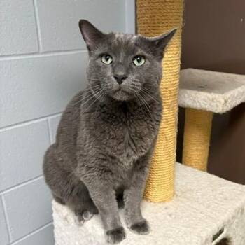 Smith--In Foster -  Domestic Short Hair Cat for Adoption in Fargo, North Dakota - Smith--In Foster | PetCurious