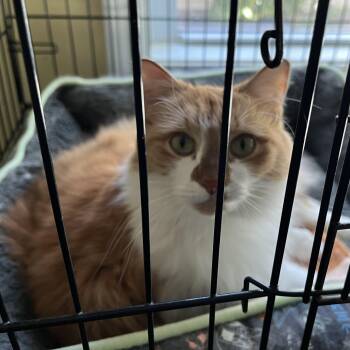 Haru -  Domestic Long Hair Cat for Adoption in Wells, Maine - Haru | PetCurious