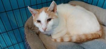 Domestic Short Hair Cats Available for Adoption - Cornbread | PetCurious