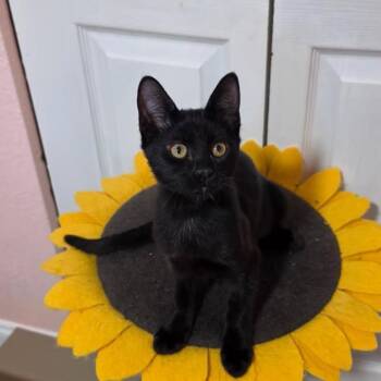 Nila -  Domestic Short Hair Cat for Adoption in NEW PT RICHEY, Florida - Nila | PetCurious