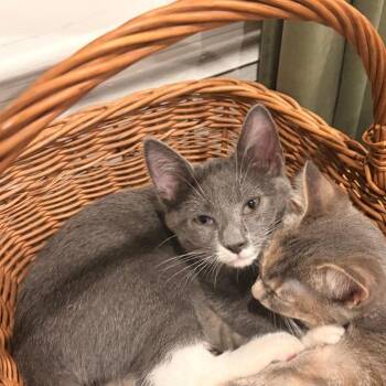 Stormy -  Domestic Short Hair Cat for Adoption - Stormy | PetCurious