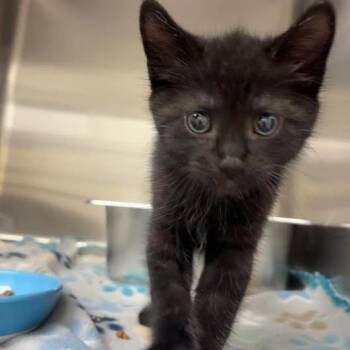Vincent (Vinnie) -  Domestic Short Hair Cat for Adoption in Blairsville, Georgia - Vincent (Vinnie) | PetCurious