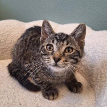 John -  Domestic Short Hair Cat for Adoption in Attica, New York - John | PetCurious