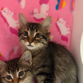 Robin -  Domestic Long Hair Cat for Adoption in Council Bluffs, Iowa - Robin | PetCurious