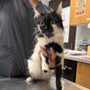 Mamma Kitty -  Domestic Medium Hair Cat for Adoption in Durango, Colorado - Mamma Kitty | PetCurious