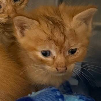 Papaya (green) -  Domestic Short Hair Cat for Adoption in Winston-salem, North Carolina - Papaya (green) | PetCurious