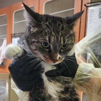 Freya Jo -  Domestic Short Hair Cat for Adoption in Murray, Utah - Freya Jo | PetCurious