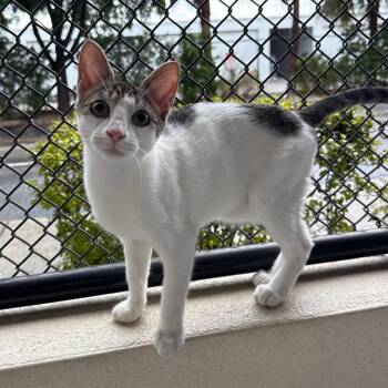 Pierre -  Domestic Short Hair Cat for Adoption in Sarasota, Florida - Pierre | PetCurious