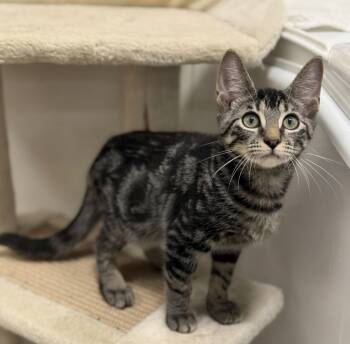 Apollo -  Domestic Short Hair and Tabby Cat for Adoption in St. Cloud, Florida - Apollo | PetCurious