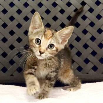 Ocelot -  Domestic Medium Hair Cat for Adoption in Midland, Texas - Ocelot | PetCurious