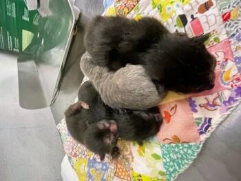 Rescue Domestic Short Hair Cats for Adoption in San Bernardino, California - THEO | PetCurious