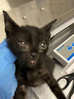 ALLI -  Domestic Short Hair Cat for Adoption in Long Beach, California - ALLI | PetCurious