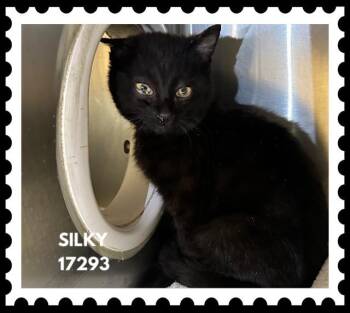 Domestic Short Hair Cats Available for Adoption - SILKY  | PetCurious