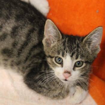 Tamarillo -  Domestic Short Hair Cat for Adoption in Hattiesburg, Mississippi - Tamarillo | PetCurious