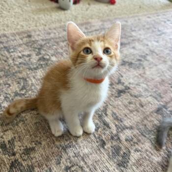 Colonel Mustard -  Domestic Short Hair Cat for Adoption in Chattanooga, Tennessee - Colonel Mustard | PetCurious