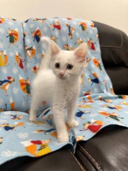 Flint -  Domestic Long Hair Cat for Adoption in Newberg, Oregon - Flint | PetCurious