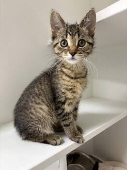 Caris -  Domestic Short Hair Cat for Adoption in Jackson, Michigan - Caris | PetCurious