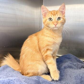 Scout -  Domestic Short Hair Cat for Adoption in Palm Springs, California - Scout | PetCurious