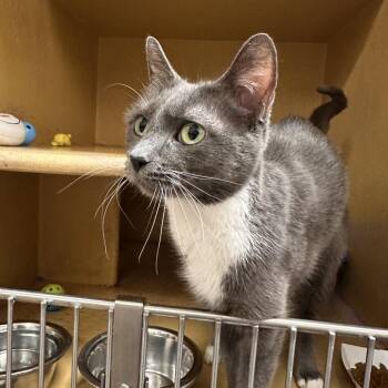 Domestic Short Hair Cats Available for Adoption in Spokane, Washington - Thomasina | PetCurious