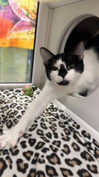Domestic Short Hair Cats Available for Adoption in Kansas City, Missouri - Pink Slush | PetCurious