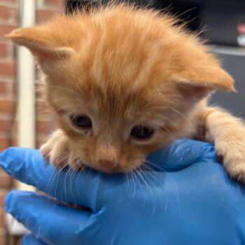 Rescue Domestic Short Hair Cats for Adoption in Allentown, Pennsylvania - LVH-Stray-11518_2 | PetCurious