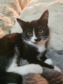 Eleanor Sh. -  Domestic Short Hair Cat for Adoption in West Peoria, Illinois - Eleanor Sh. | PetCurious