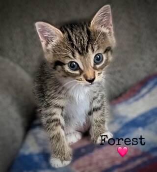 Forest -  Domestic Short Hair Cat for Adoption in Dansville, New York - Forest | PetCurious