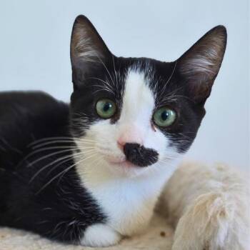 Rescue Domestic Short Hair Cats for Adoption in Vallejo, California - Benton | PetCurious