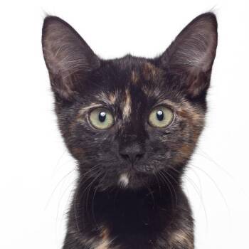 Rescue Domestic Short Hair Cats for Adoption in Tallahassee, Florida - Trixie @ Fat Cat Cafe | PetCurious