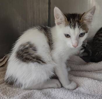 CORONADO* -  Domestic Short Hair Cat for Adoption in Santa Cruz, California - CORONADO* | PetCurious