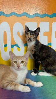 Domestic Short Hair Cats Available for Adoption in Mcpherson, Kansas - Maddy | PetCurious